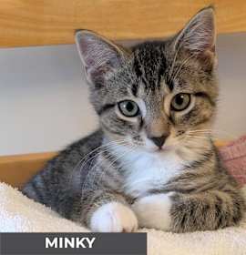 Photo of Minky