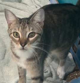 Photo of Sprite (Tipsy Tabby)