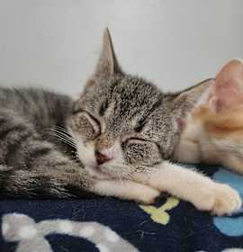 Photo of Susan Lewis