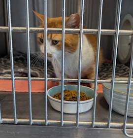 Photo of ORANGE CREAM