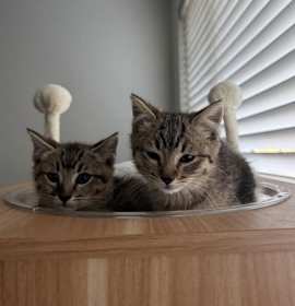 Photo of Emerald & Ruby - Bonded sister kittens