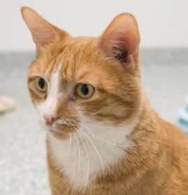 Photo of Toesies (bonded with Ellwood)