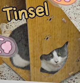 Photo of Tinsel