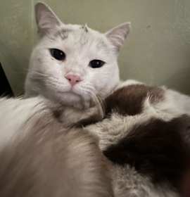 Photo of Sweet Alyssum