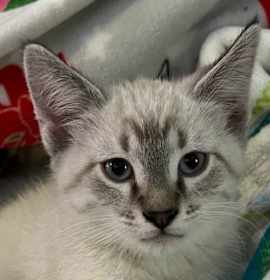 Photo of Fuchsia - No longer accepting apps