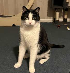 Photo of Jack Sparrow (BONDED PAIR)