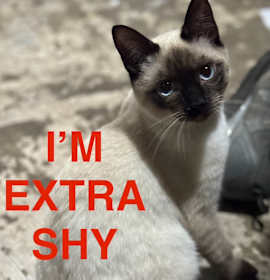 Photo of Chantrelle OBCR-1538