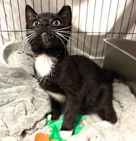 Photo of Howl Jenkins Pendragon