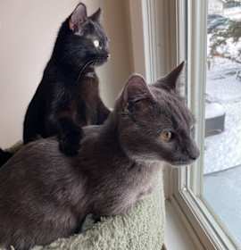 Photo of Bernadette (FeLV+) / Moth (FeLV+)