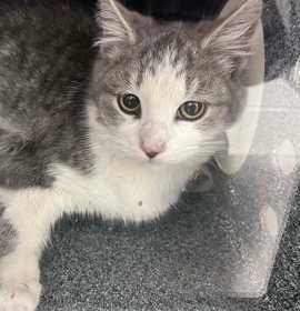 Photo of Feral Cardamom