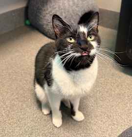 Photo of White Mesquite