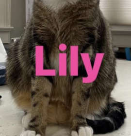 Photo of Lily