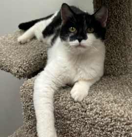 Photo of Sofia (aka Squeak)