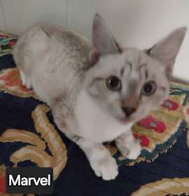 Photo of Marvel