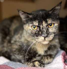 Photo of Magnolia * Bonded With Lilac