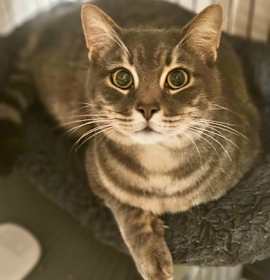 Photo of Zigzagoon (Ziggy)