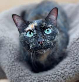 Photo of Brittan--In Foster