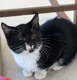 Photo of Virgo - Secret Admirer-ADOPTION FEE WAIVED