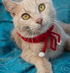 Photo of Madam Malkin