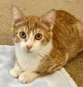 Photo of Banana Pepper