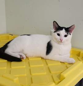 Photo of Kahlua(bonded with Jack Daniel