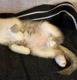 Photo of Autumn Crown