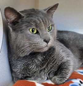 Photo of Storm Shadow