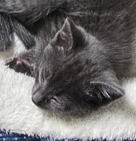 Photo of Grinch/ Opal