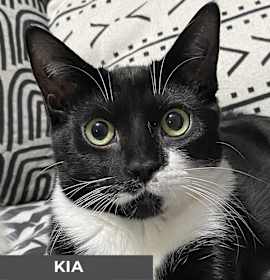 Photo of Kia