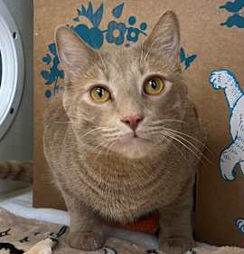 Photo of Milo (Holland Cat Cove)