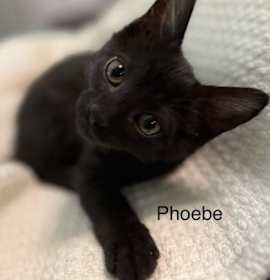 Photo of Phoebe