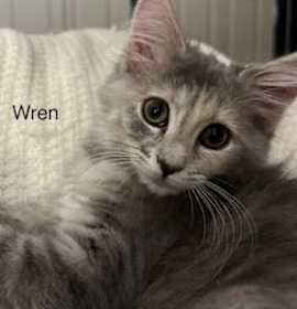 Photo of Wren