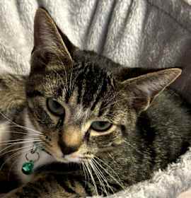 Photo of Sam Clarkson - must adopt with