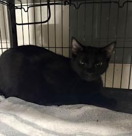 Photo of Velvet   (th)