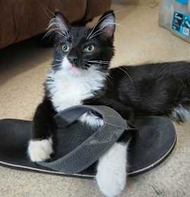 Photo of Pumpernickle