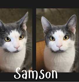 Photo of Samson