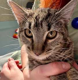 Photo of The Magna Carta