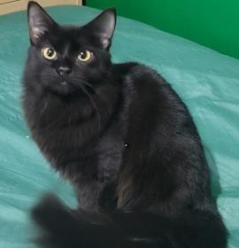 Photo of Joseph - PetSmart West Berlin