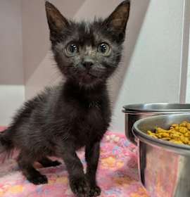 Photo of Pepe Le Pew