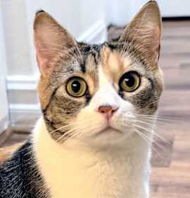 Photo of Gracie  - RC PetSmart