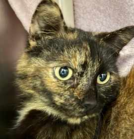 Photo of Princess Sparkledust