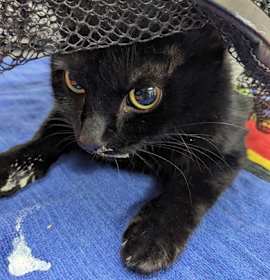 Photo of Jingle Shoes