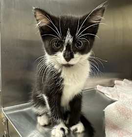 Photo of Journey (Petco)