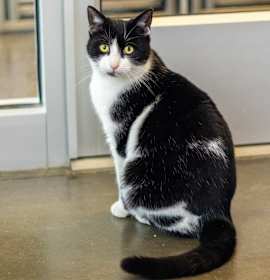 Photo of Dale (bonded with Chip)