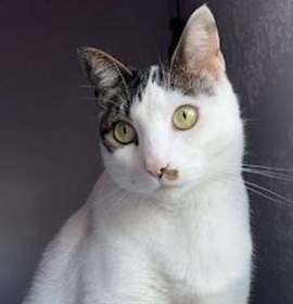 Photo of Larry the Cat