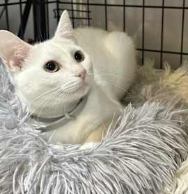 Photo of BS Kitties : Tasha