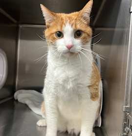 Photo of George (Holland Cat Cove)