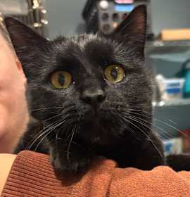 Photo of Cupid Shuffle