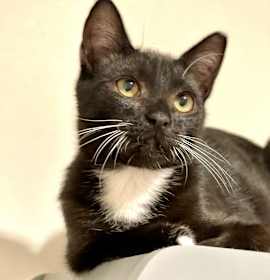 Photo of Sprite (bonded with Fresca)