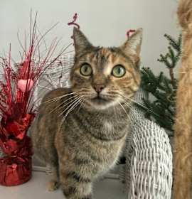 Photo of Alli B Ona 55790